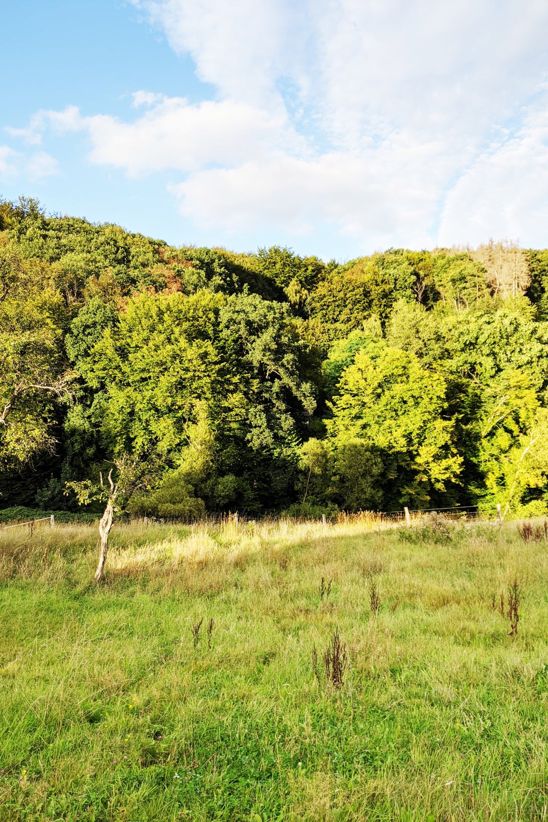 Landschaftsaufnahme Grundstück - Wohnen F // 36 Lüttershausen - Aretz Dürr Architektur BDA Köln 